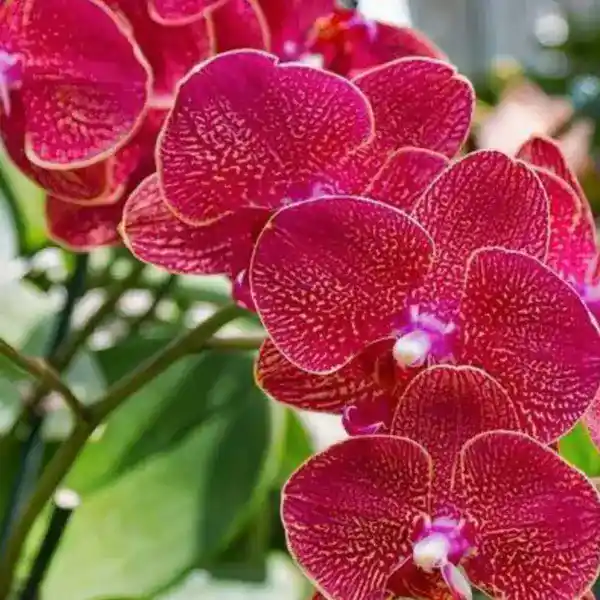 Phalaenopsis (PS-077)