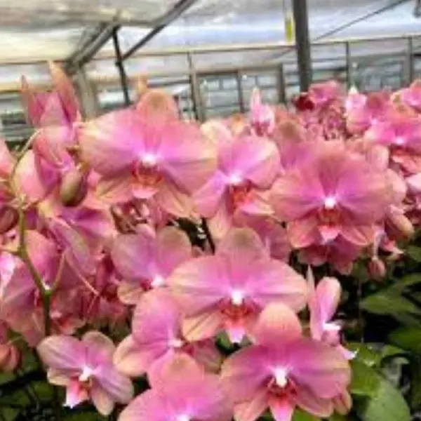 Phalaenopsis (PS-078)