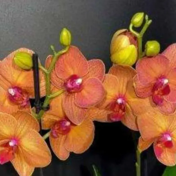 Phalaenopsis (PS-079)