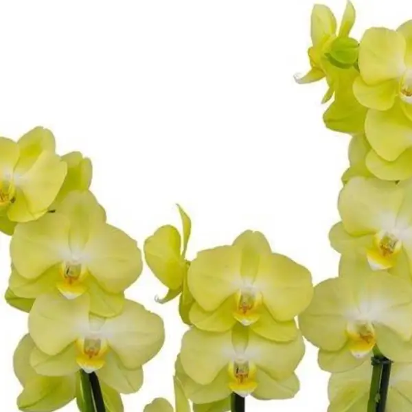 Phalaenopsis (PS-081)