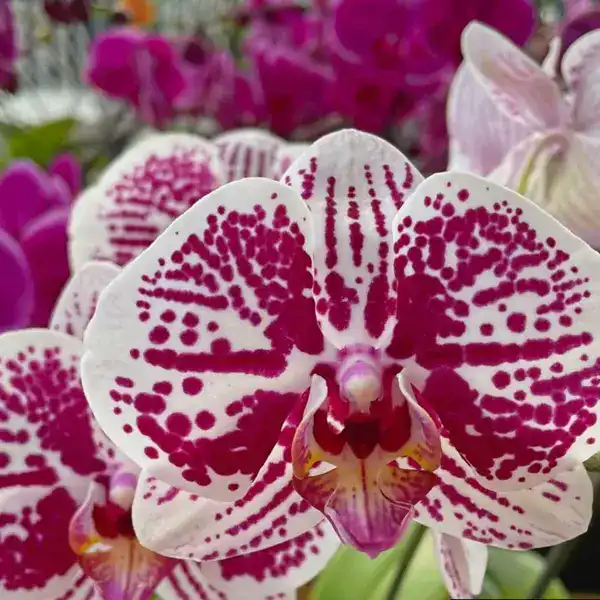 Phalaenopsis (PS-082)