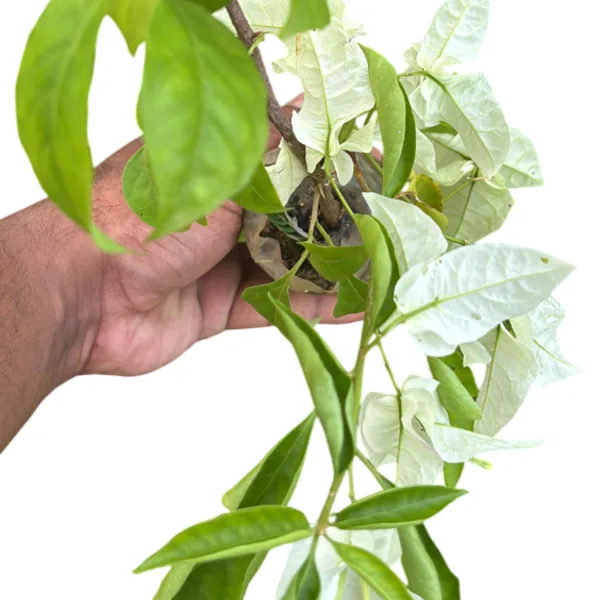Bougainvillea Puna White