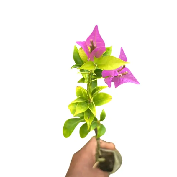 Bougainvillea Purple Star