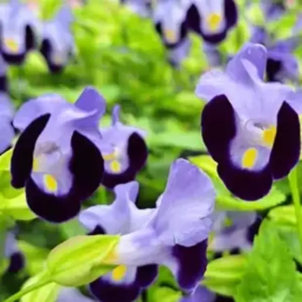 Torenia Fournieri Plant- Little Kiss Blue and White