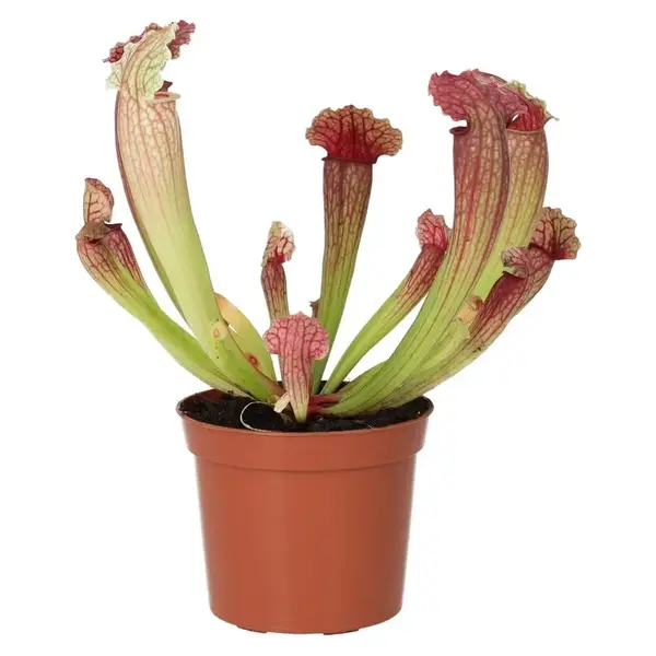 Sarracenia - Trumpet Pitcher Plants