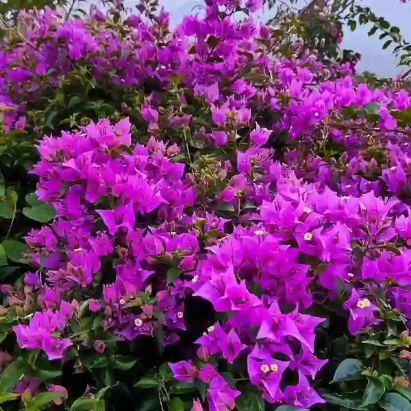 Bougainvillea Purple Star