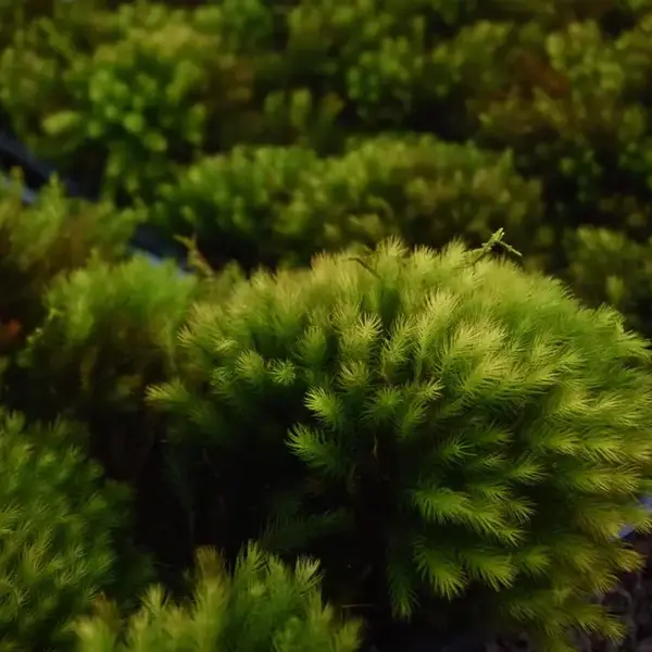 Pyrrhobryum dozyanum