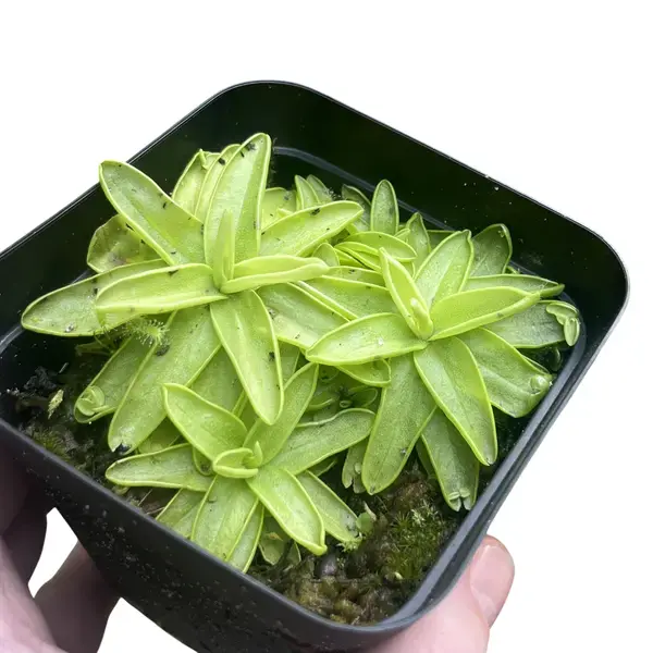 Pinguicula primuliflora