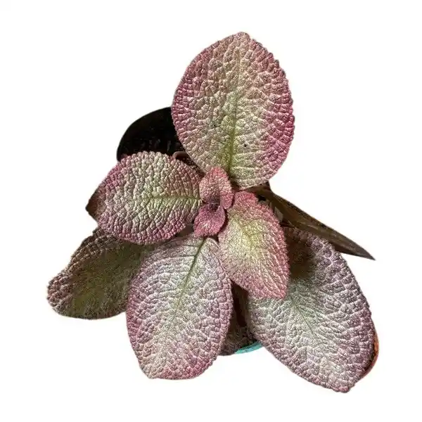 Episcia Pink Pearl - Red Flower