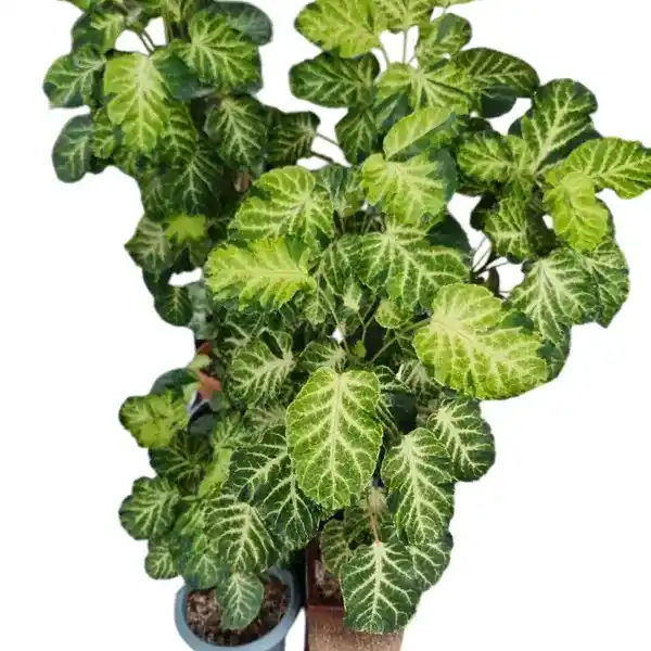 Aralia Polyscias Balfouriana Ornamental Plant