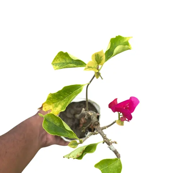 Bougainvillea Red Wonder