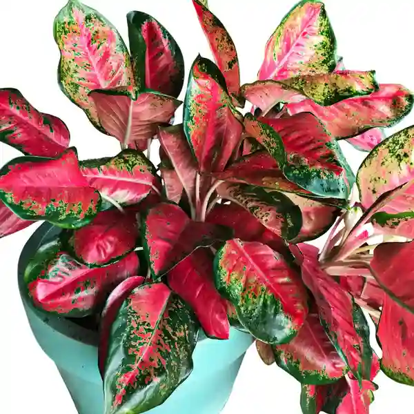 Aglaonema Red