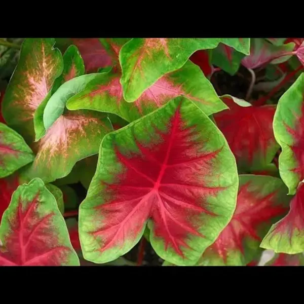 Caladium Red
