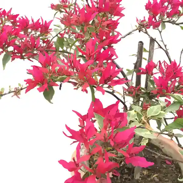 Bougainvillea Butterfly Red