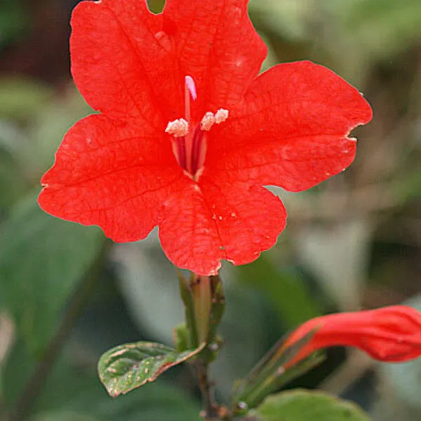 Red Ruellia