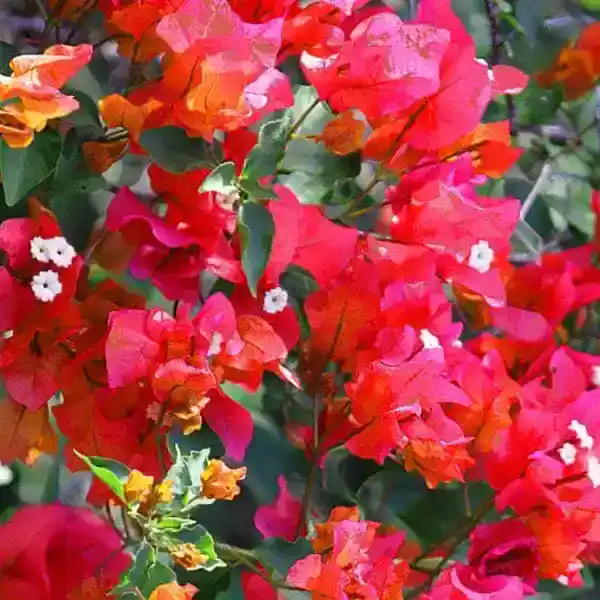 Bougainvillea Red Wonder