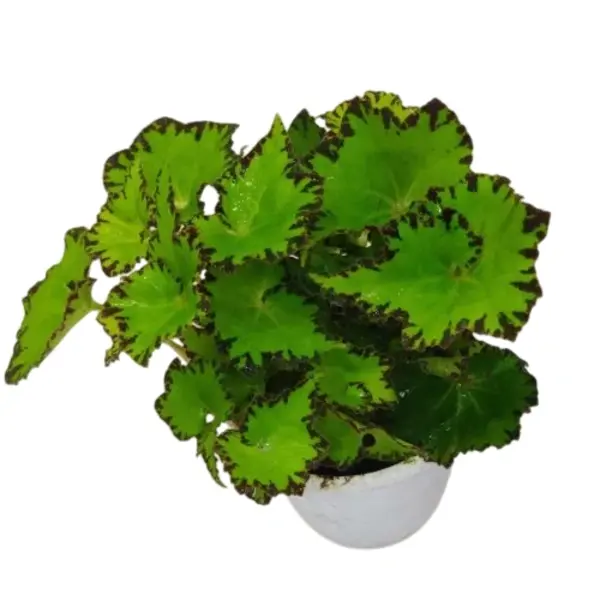 Begonia Rex Jive