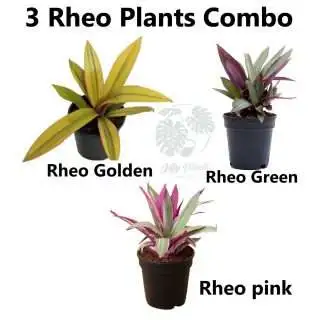 Tradescantia Rhoeo plant Combo (Green, PInk, yellow) - Jiffy Plants