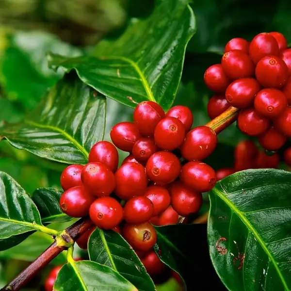 Coffee Plant