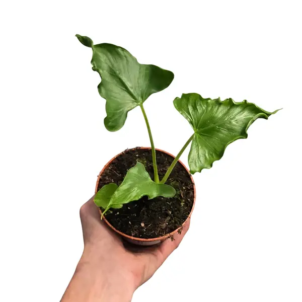 Alocasia Triangularis(Small)