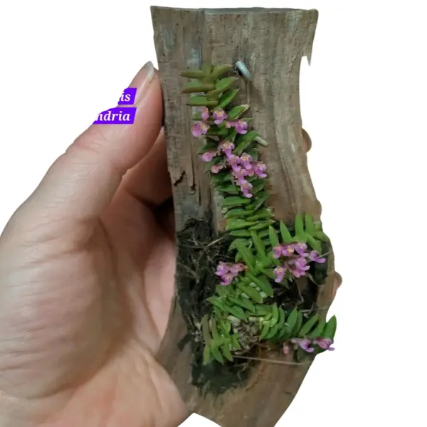 Schoenorchis Scolopendria Miniature Orchid