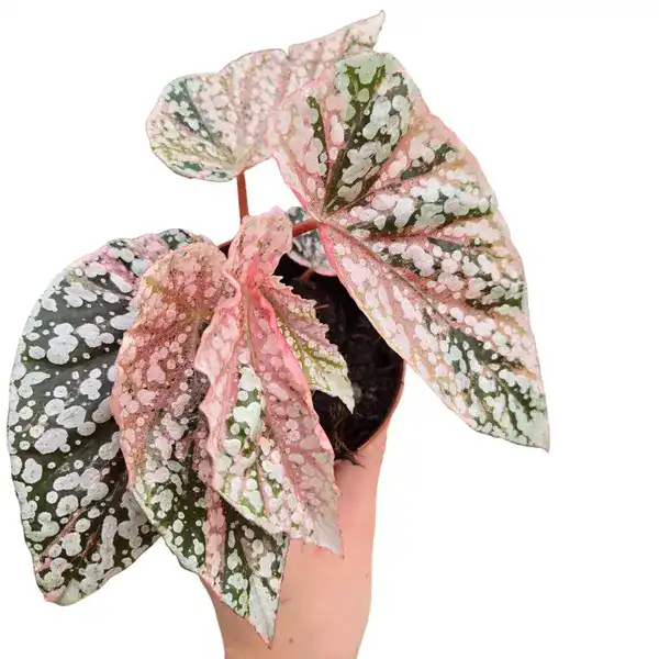 Begonia Snow Capped Variegated