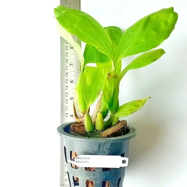 Ceologyn Rochusenii - Blooming Stage