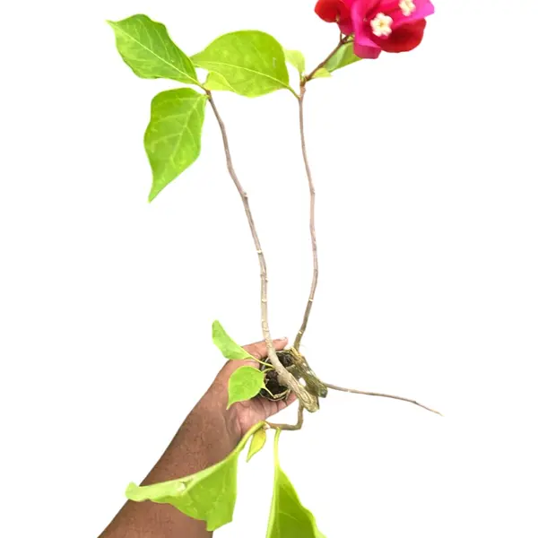 Bougainvillea Royal Dolphin - Image 2