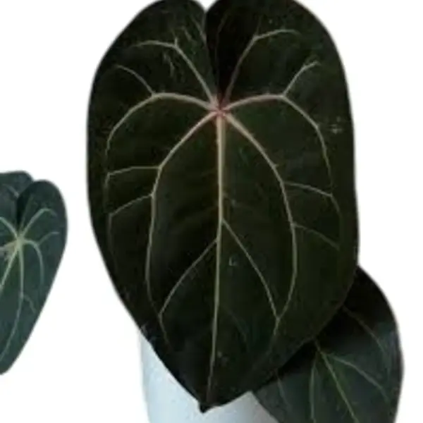 Anthurium RVDP x Docblock