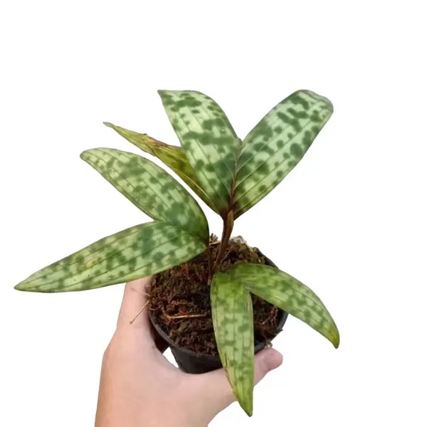 Pinanga Crassipes / licuala maculata