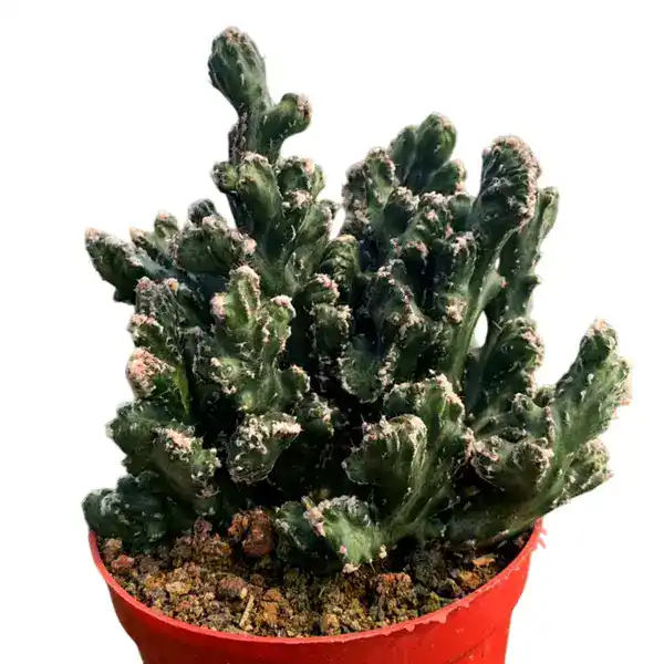 Monvillea speguzzinii cristata - Image 2