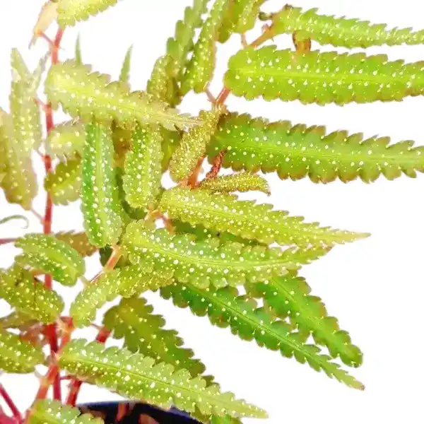 Begonia pteridiformis