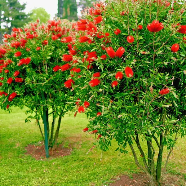 Bottle Brush Red
