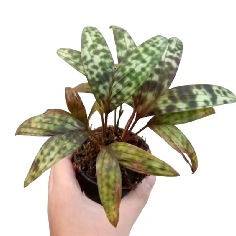 Pinanga Crassipes / licuala maculata