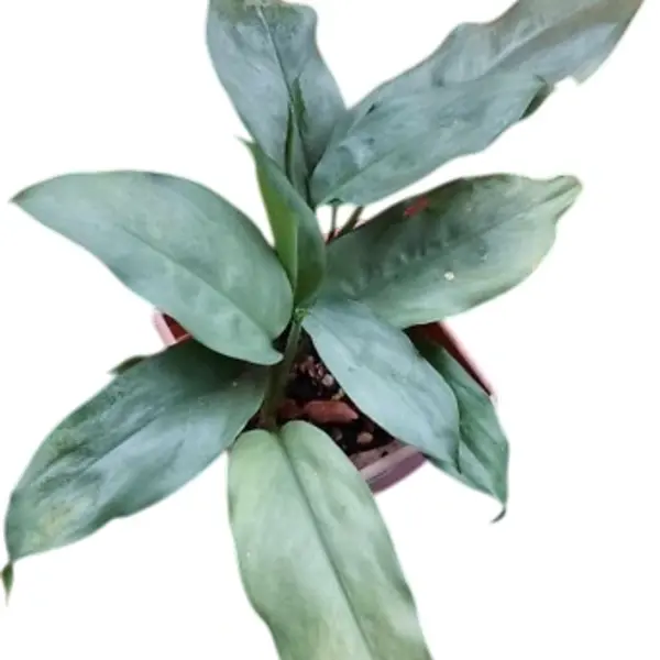 Aglaonema 'Alumina'