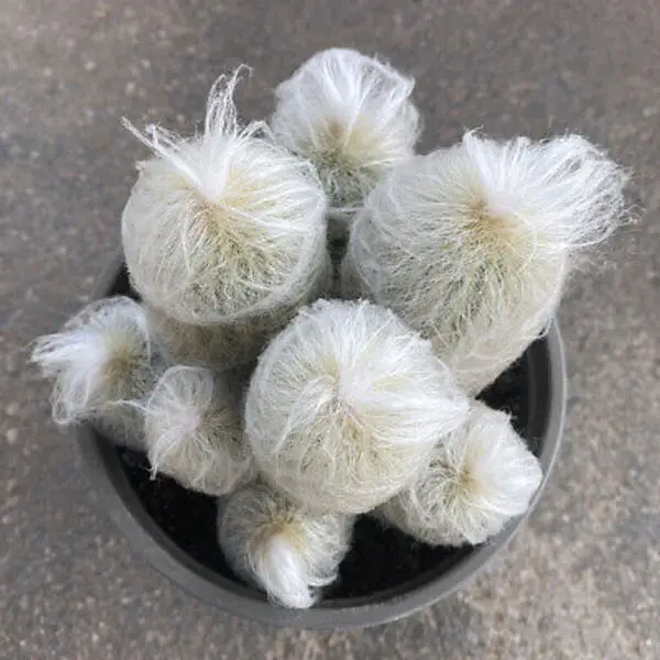 Old Man Cactus (Cephalocereus Senilis)