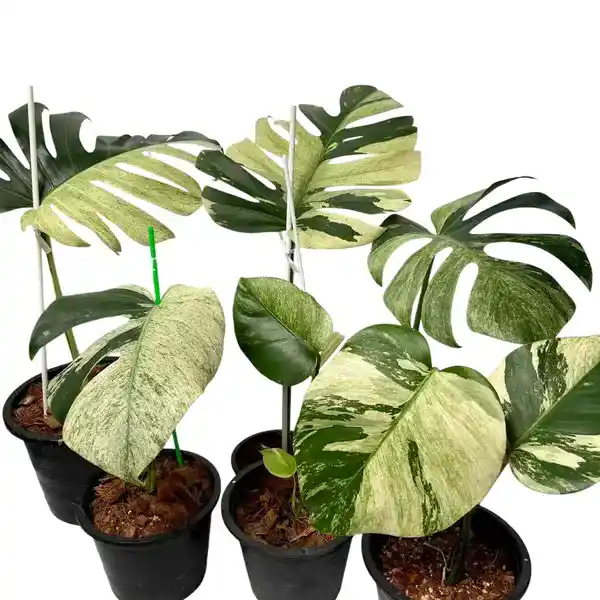 Monstera Mint Noid