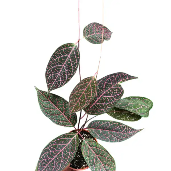 Prestonia Quinquangularis