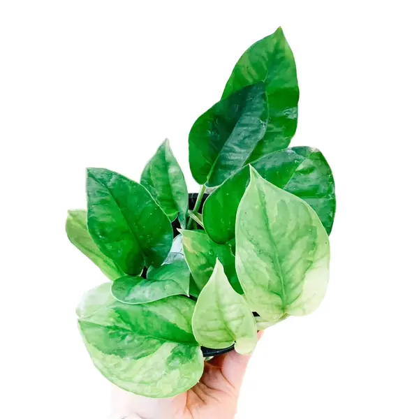 Pothos Emerald