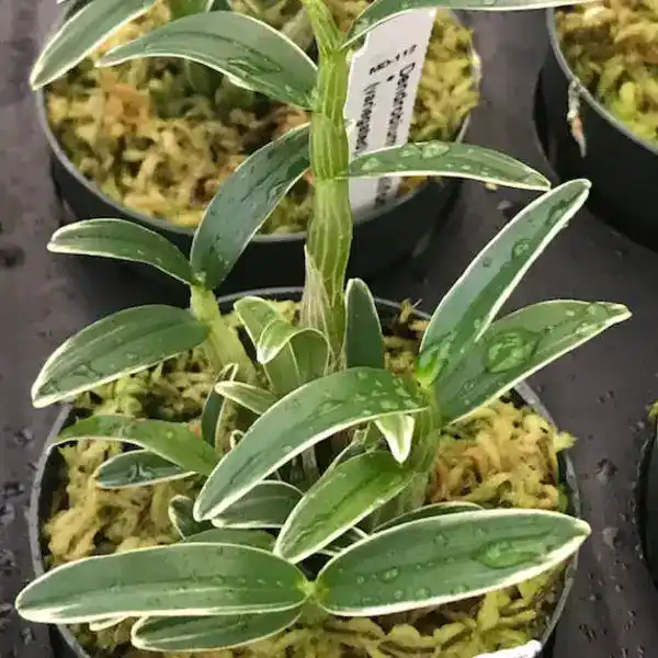 Dendrobium Burana Green Variegated