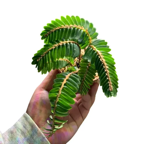 Elatostema Salvinioides