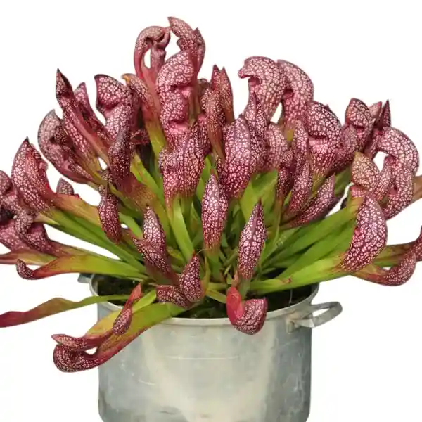Sarracenia Scarlet Belle