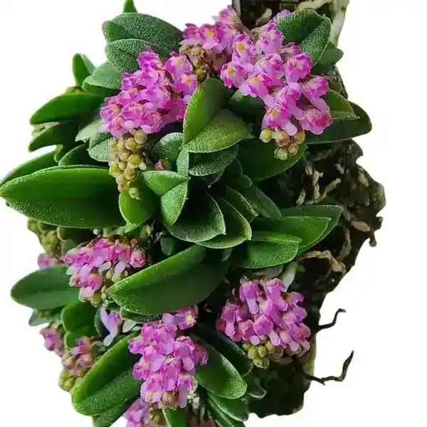 Schoenorchis Fragrans