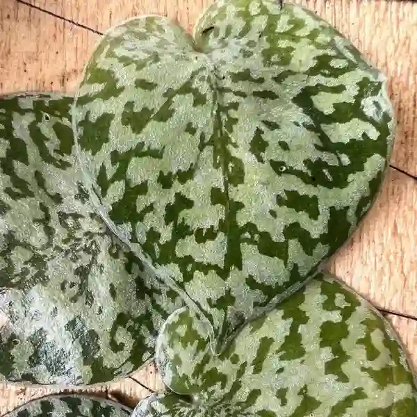 Snake Scale Silver Platinum