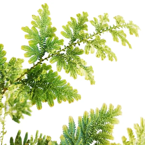 Selaginella Willdenowii Variegated