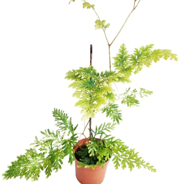 Selaginella Willdenowii Variegated