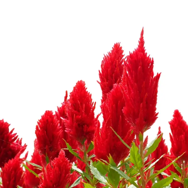 Celosia Plumosa Flowers Red