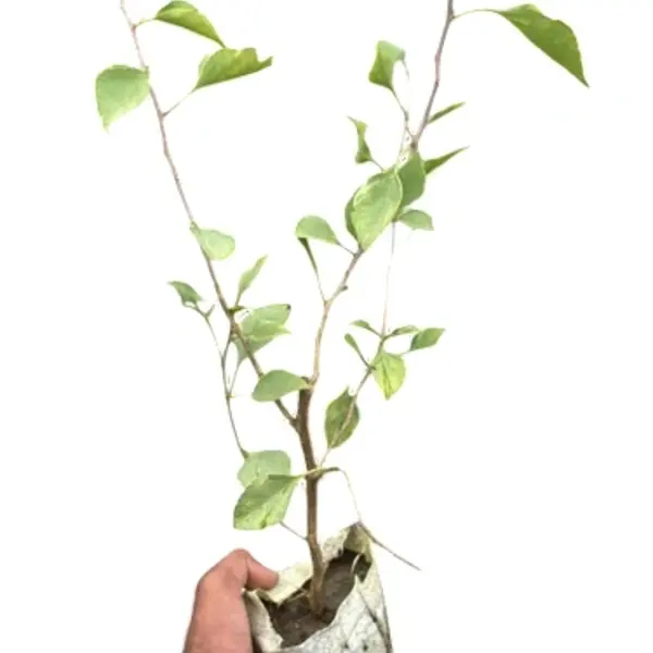 Bougainvillea Silver Delight - Image 3