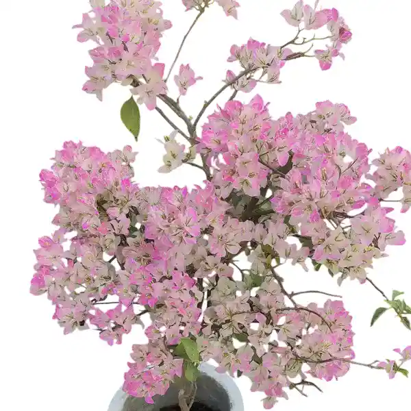 Bougainvillea Silver Delight