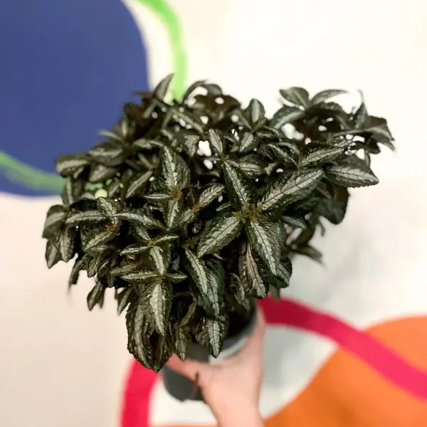 Pilea 'Silver Tree' - Image 2